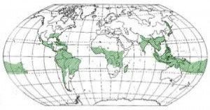 Geographical distribution