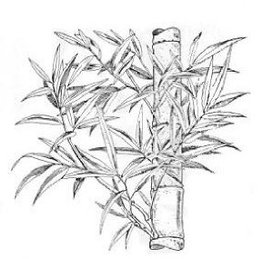 Bamboo cane with branches and leaves
